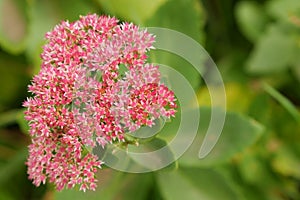 Flower  sedum vegetable background horizontally. Sedum.