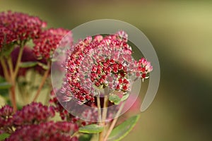 Flower Sedum visible on a green background.