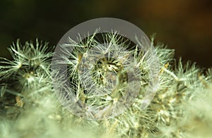 Flower seedhead closeup