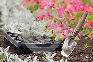 Flower seedlings