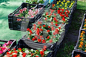 Flower seedlings of colorful petunia and other flowers in black boxes stand on the ground for potting. Spring potting, nature