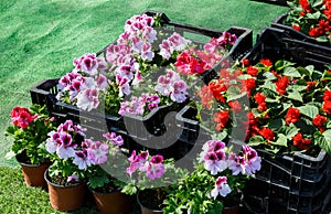 Flower seedlings of colorful petunia and other flowers in black boxes stand on the ground for potting. Spring potting, nature