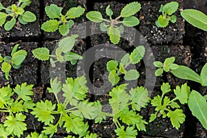 Flower seedlings growing in soil blocks. Soil blocking relies on planting seeds in cubes of soil rather than plastic cell trays.