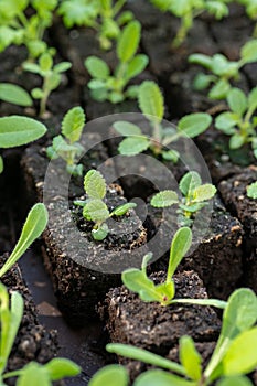 Flower seedlings growing in soil blocks. Soil blocking relies on planting seeds in cubes of soil rather than plastic cell trays.