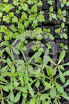 Flower seedlings. Soil blocking is a seed starting technique that relies on planting seeds in cubes of soil. photo