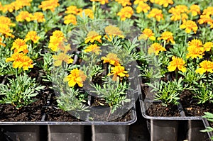 Flower seedlings of marigolds in pots
