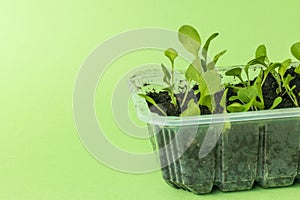 Flower seedlings in a plastic container
