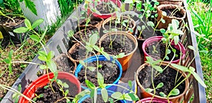 Flower seedlings are prepared for transplanting to a flower bed, pots with young plants in a box on the ground in the open, the