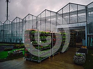 Flower seedlings on shelves near greenhouse for transportation