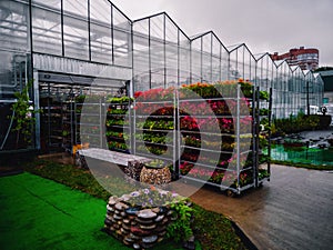 Flower seedlings on shelves near greenhouse for transportation