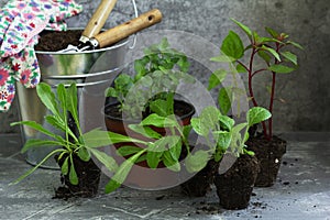 Flower seedlings, soil, gardening tools and gloves on a concrete table.