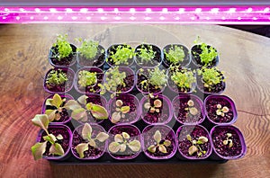 Flower seedlings under the light of full spectrum phytolamps. Growing petunia seedlings under purple light from a LED grow lights photo