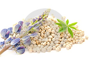 Flower and seeds of lupine on a white background. Lupinus polyphyllus. Lupine inflorescence, leaf and seeds. Seeds and