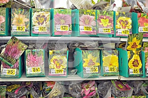 Flower seeds for sale
