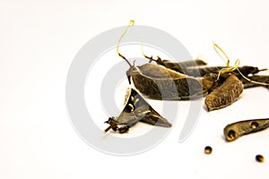 Flower seeds on a white background