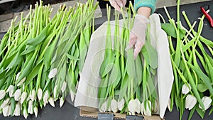 A flower seller or florist collects a bouquet of white tulips against the background of a greenhouse or flower shop.