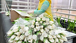 A flower seller or florist collects a bouquet of white tulips against the background of a greenhouse or flower shop.