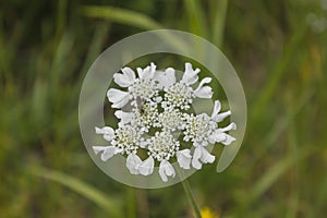 Flower of Semenovia Zailiysky Semenovia transiliensis.