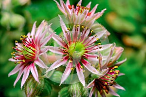 Flower sempervivum houseleeks is a genus of about 40 species of flowering plants in the Crassulaceae family