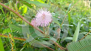 A flower of sensitive plant that I take in the morning