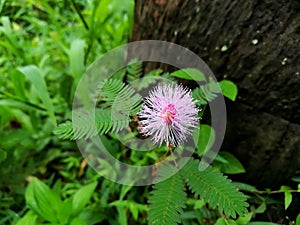 A Flower of Sensitive Plant Mimosa Pudica