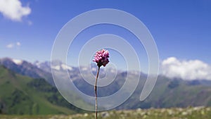 Flower of Serpent grass