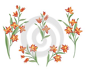 Flower set. Floral bouquet summer decorative collection for greeting card nature design