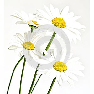 Flower set vector isolated on white background