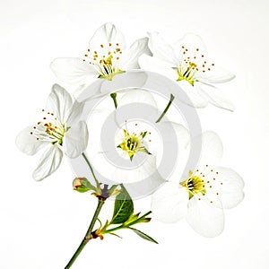 Flower set vector isolated on white background