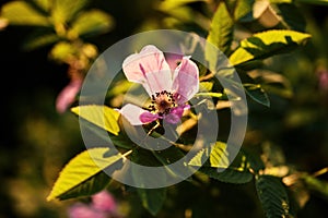 flower in the setting sun in the garden