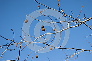 Flower of shade plane, platanus hispanica, with blue sky in horizontal