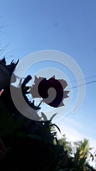 flower shadow under blue sky