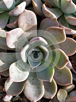 Flower-shaped Echeveria elegans cactus. Mirada cenital de un cactus de suculenta. photo