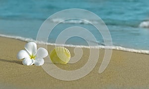 Flower and shell on the beach