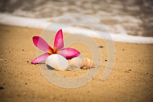 flower shell beach