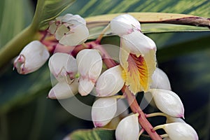 Flower shell ginger or Alpinia zerumbet