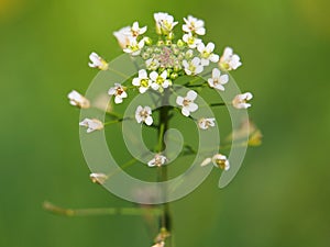 Flower of Shepherd`s purse