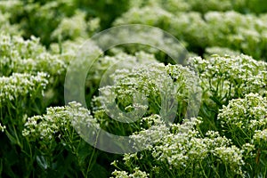 Flower of Shepherd's purse, Capsella bursa-pastoris