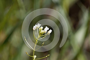 Flower of a shepherds purse, Capsella bursa-pastoris