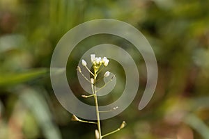 Flower of a shepherds purse, Capsella bursa-pastoris