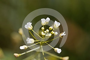 Flower of a shepherds purse, Capsella bursa-pastoris