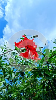 The Flower of shoeblack plant