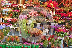 Flower shop