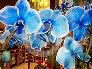 Flower shop blue orchids