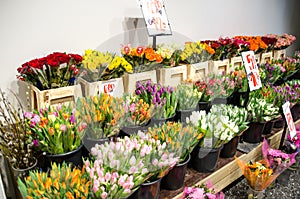 Flower shop img