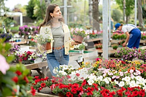 In flower shop, girl chooses flowering petunia atkinsiana plant for outdoor garden decor