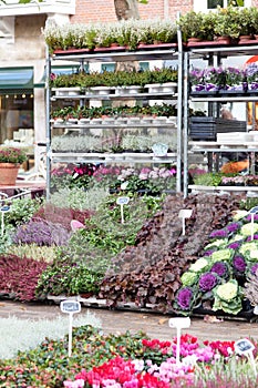flower shop in Holland