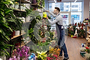 flower shop owner takes care of the plants on the shelves