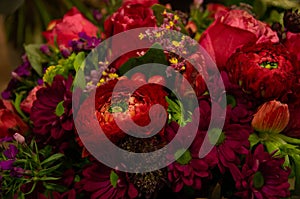 Flower shop prepared flower bloom, florist work with ranunculs, red