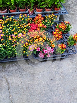 flower shop provides a variety of small and colorful flowers